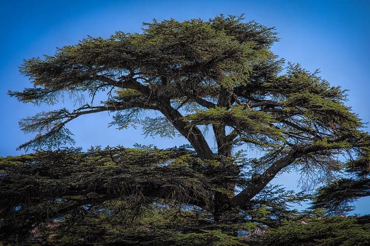Qadisha Valley, Bcharre & Cedars of God: Day Tour from Beirut photo 5
