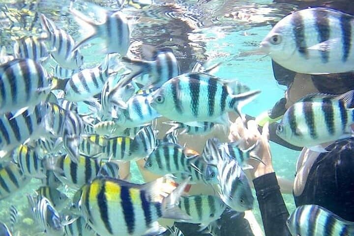 Snorkeling Gili Nanggu: Sekotong Coral Gardens & Island Hopping photo 4