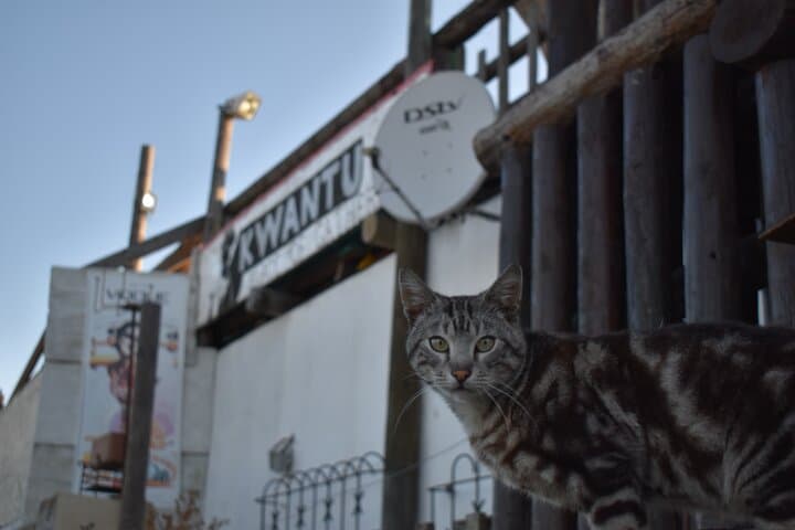 Vrygrond Township Development Taster Walking Tour — Langa Entrepreneurs & Community Culture, Cape Town photo 4