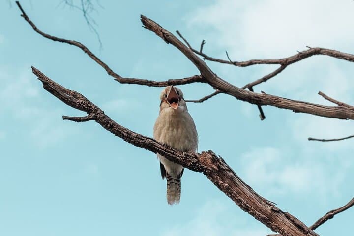 Kings Park Botanicals and Beyond: Guided Hike Through Perth's Inner-City Park photo 4