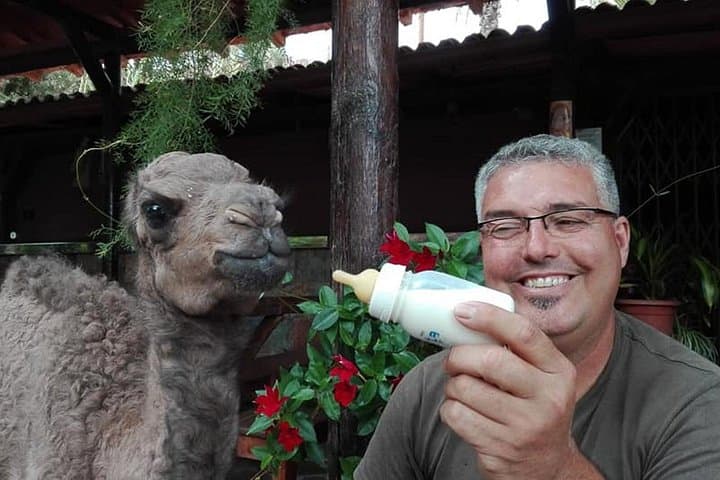 Camel Ride in Fataga: Dromedary Trek, Tapas Lunch & Camel Show in Gran Canaria photo 2