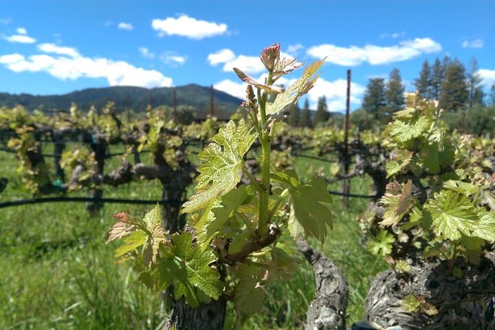 Napa Valley 6-Hour Wine Country Tour from San Francisco — Private Luxury Tasting photo 6