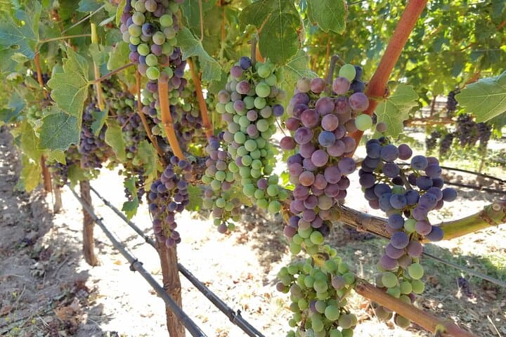Private 6‑Hour Napa Limousine Wine Tour: Style, Tasting, and Valley Views photo 3