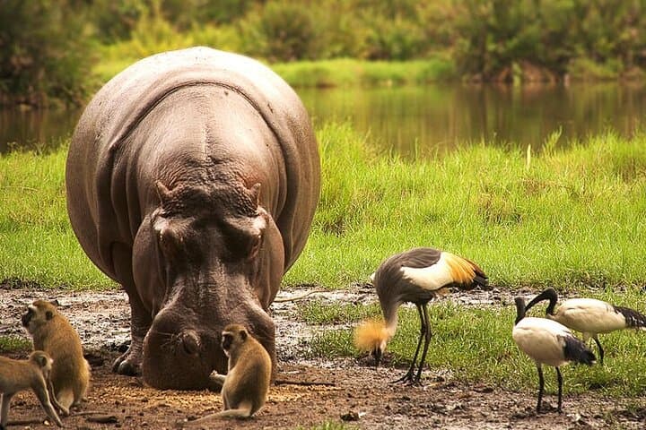 Lake Naivasha Boat Ride and Hell's Gate Day Trip from Nairobi photo 2