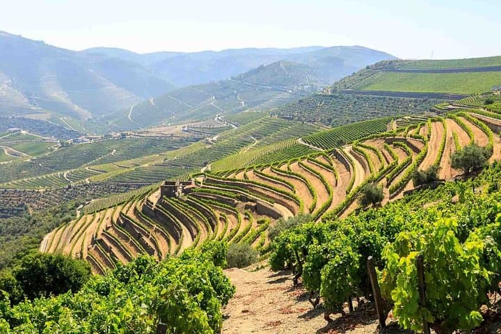 Private Douro Valley Wine Tour: 3 Wineries, Pinhão Lunch & River Views