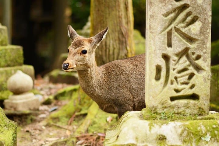 Private Osaka to Nara Day Trip: Personalized Nara Walking Tour photo 6