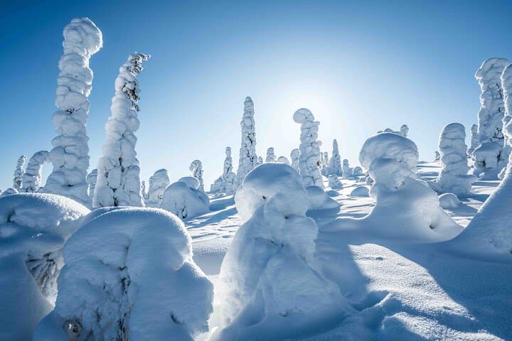 Riisitunturi Wilderness Photography Expedition — Full-Day Arctic Photo Tour from Rovaniemi photo 4