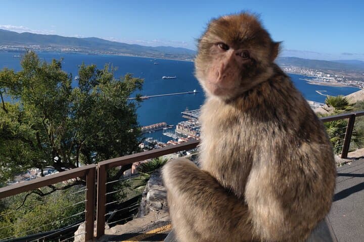 Top of the Rock: Gibraltar Sightseeing Tour with Monkeys and Panoramic Views