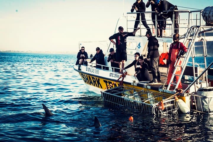 Half-Day White Shark Cage Diving from Gansbaai — What to Expect photo 2