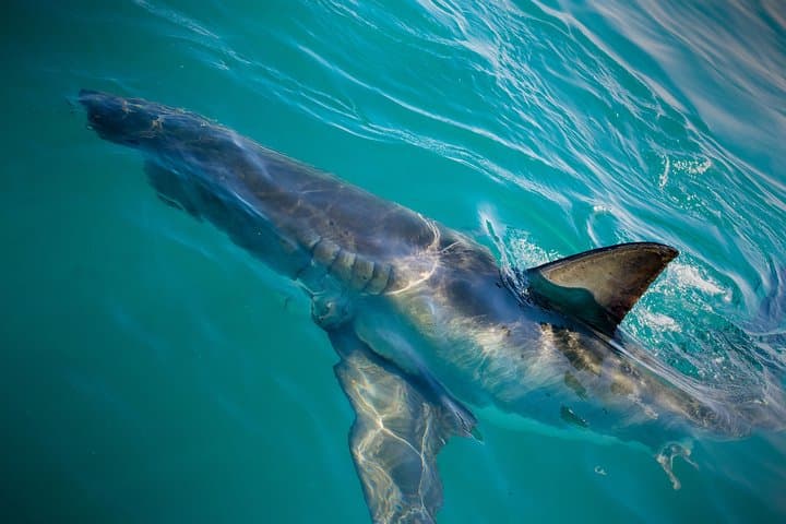Half-Day White Shark Cage Diving from Gansbaai — What to Expect photo 3