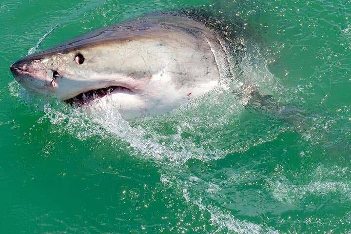 Half-Day White Shark Cage Diving from Gansbaai — What to Expect photo 4
