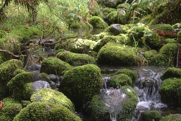 Explore New Zealand’s Routeburn Valley: A Full-Day Guided Hike from Queenstown photo 4