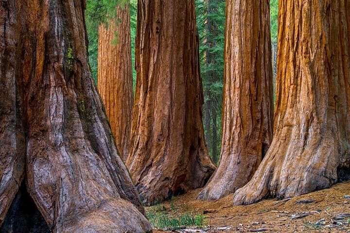 Redwoods, Coastal Views & Sausalito: Day Trip from San Francisco photo 6