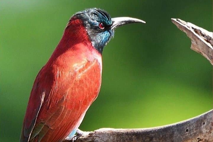 Ethiopia Birdwatching: 10-Day Endemics and Rift Valley Lakes Tour
