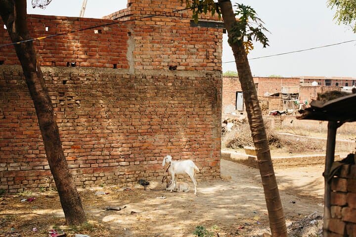 3-Day Varanasi Immersion: Sunrise Boats, Ghats & Village Life photo 4