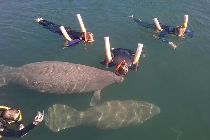Swim with Manatees in Crystal River: A 3-Hour Guided Wildlife Adventure photo 4