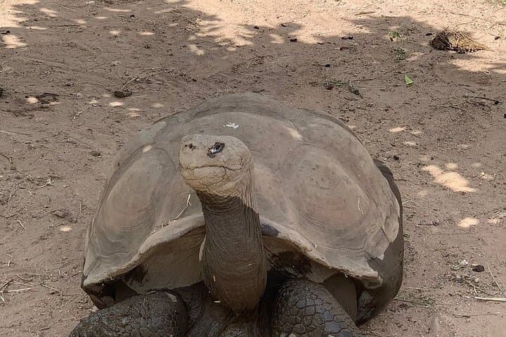 A Cupulatta Turtle Park Near Ajaccio: Skip-the-Line Admission & What to Expect photo 3