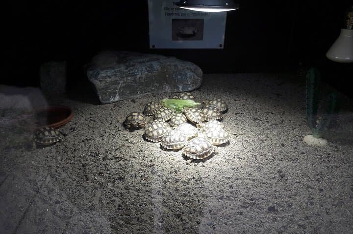 A Cupulatta Turtle Park Near Ajaccio: Skip-the-Line Admission & What to Expect photo 4