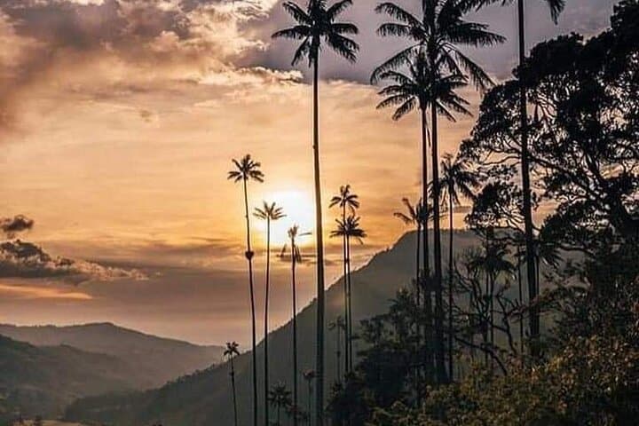 Hiking Cocora Valley: Wax Palms, Willys & Cloud-Forest Trails photo 5