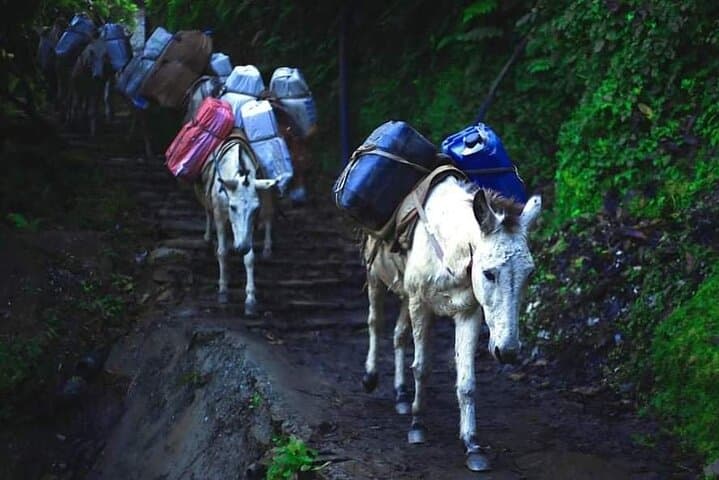 3-Day Poon Hill Trek: Sunrise Views from Ghorepani & Ghandruk Culture photo 6