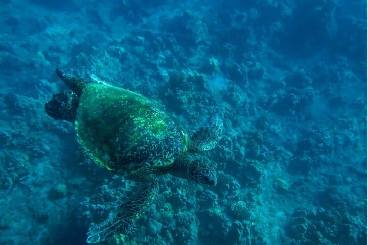 Makena Turtle Town: Private Beginner SUP & Snorkel Lesson in Wailea photo 6