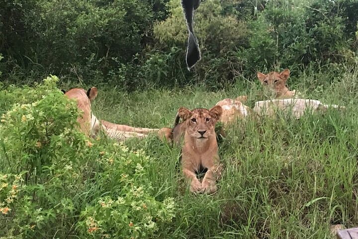3-Day Mikumi Safari from Dar es Salaam — Game Drives, Hippo Pool & Mkata Floodplain photo 6