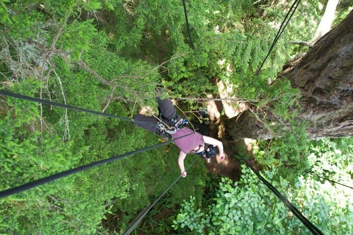Experience Tree Canopy Climbing on Lopez Island’s Old-Growth Giants photo 3