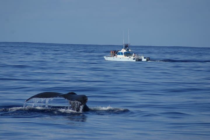 Imiloa Express Kauai Whale Watch & Cocktail Catamaran Cruise photo 6