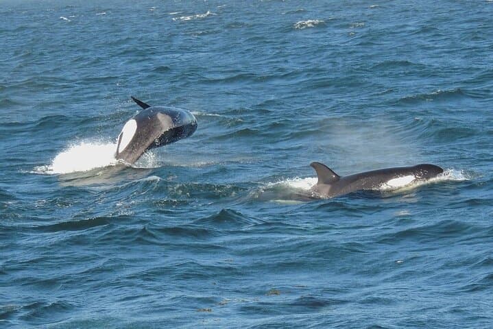 Whale Watching from Anacortes: High-Speed Tours to See Orca & Humpbacks photo 3