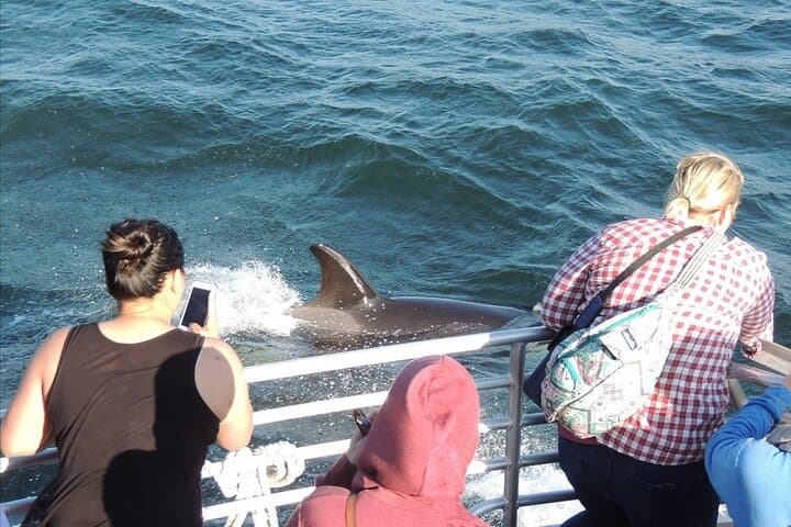 Whale Watching from Anacortes: High-Speed Tours to See Orca & Humpbacks photo 4
