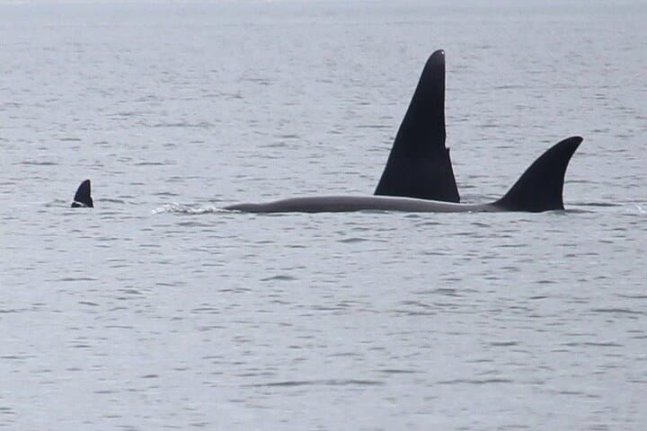 Whale Watching from Anacortes: High-Speed Tours to See Orca & Humpbacks photo 5