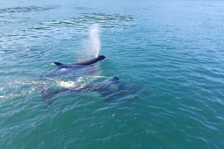 Whale Watching from Anacortes: High-Speed Tours to See Orca & Humpbacks photo 6