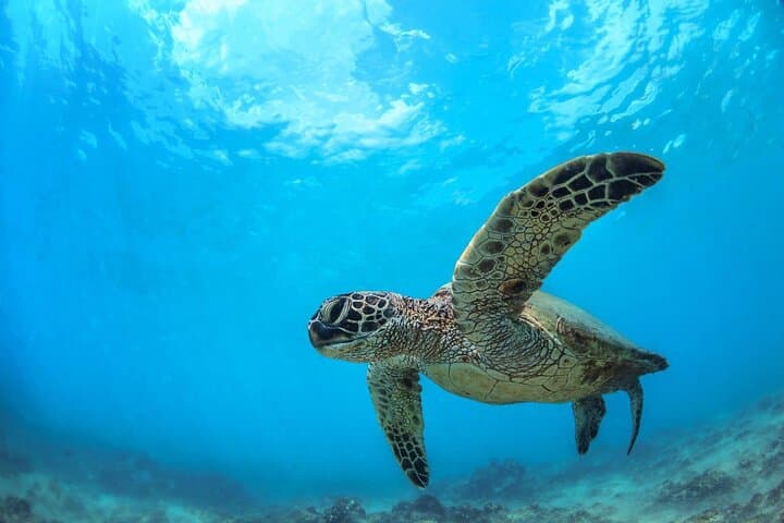 Paddle Turtle Reef: Makena Landing Kayak & Snorkel Tour in Maui photo 3