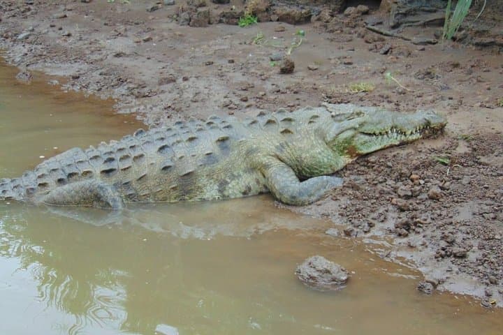 Tarcoles River Crocodile Safari & Birdwatching from Jaco photo 3