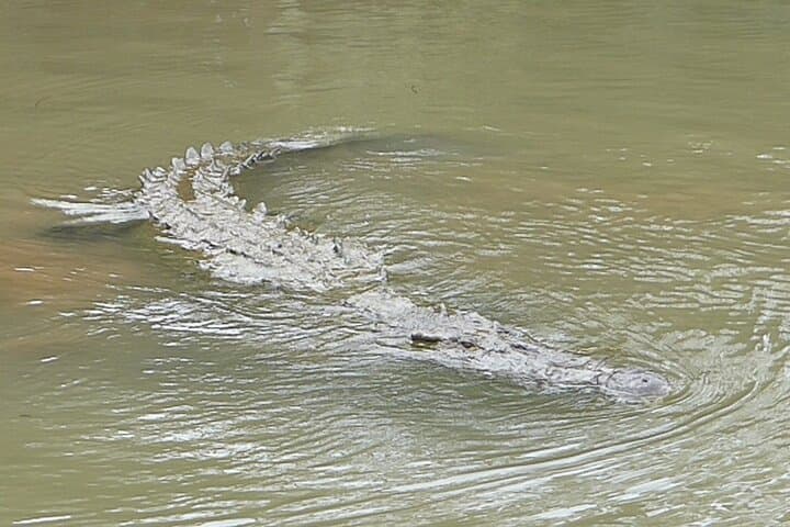 Tarcoles River Crocodile Safari & Birdwatching from Jaco photo 5
