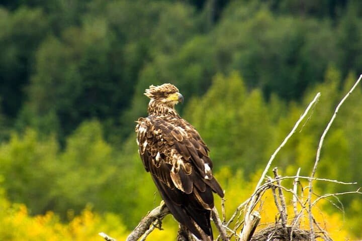 Rafting the Chilkat Bald Eagle Preserve: Alaska’s Ultimate Eagle Viewing Float Trip photo 5