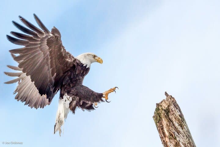 Exploring Alaska’s Chilkat Bald Eagle Preserve by Raft from Skagway photo 6