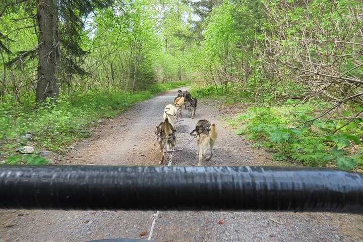 Explore Seward and Kenai Fjords National Park: A Guided Adventure with Wildlife and Glacier Views photo 3
