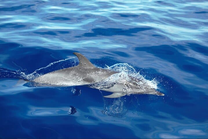 Private Dolphin and Whale Watching Yacht Tour from Calheta, Madeira photo 4