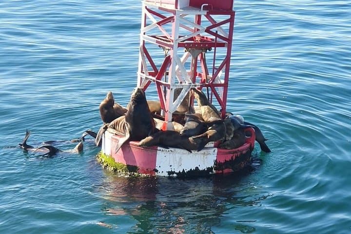 Whale-Watching and Orange County Beaches Day Trip from Anaheim photo 5