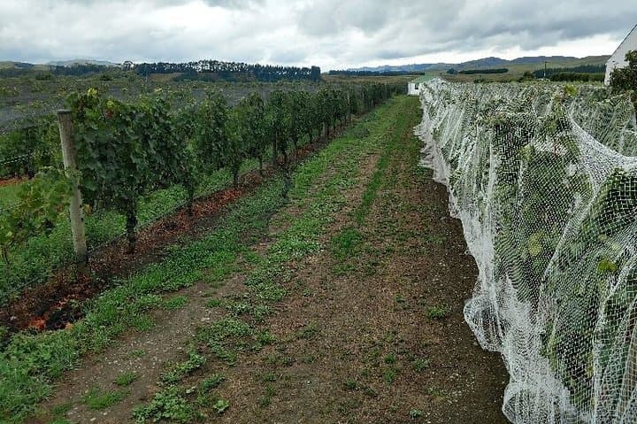 Martinborough in a Day: Guided Wine Tasting Tour with Lunch on the Golden Mile photo 5