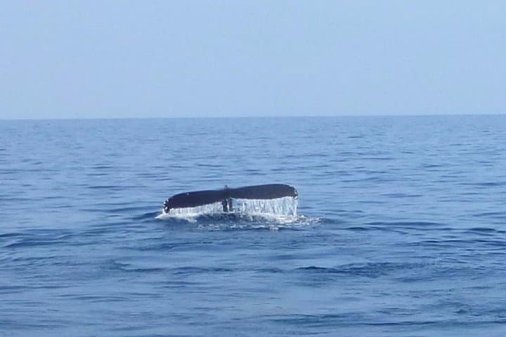 Wake Up With the Whales Cruise: Early Morning Humpback Watching on Hawaii’s Kohala Coast photo 3