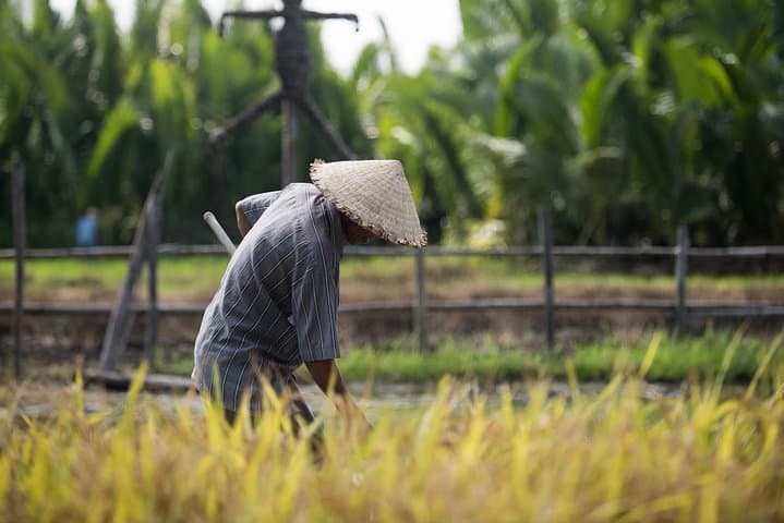 Mekong Delta Day Trip from Ho Chi Minh: My Tho Boat Tour Through Rice Fields and Orchards photo 2