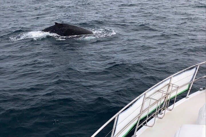 Augusta Whale Watching: Close Encounters with Humpbacks from Tradewind 3 photo 3
