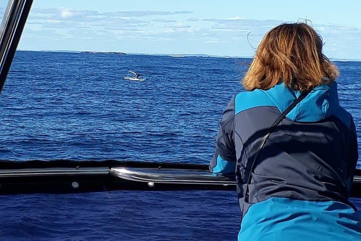 Augusta Whale Watching: Close Encounters with Humpbacks from Tradewind 3 photo 5