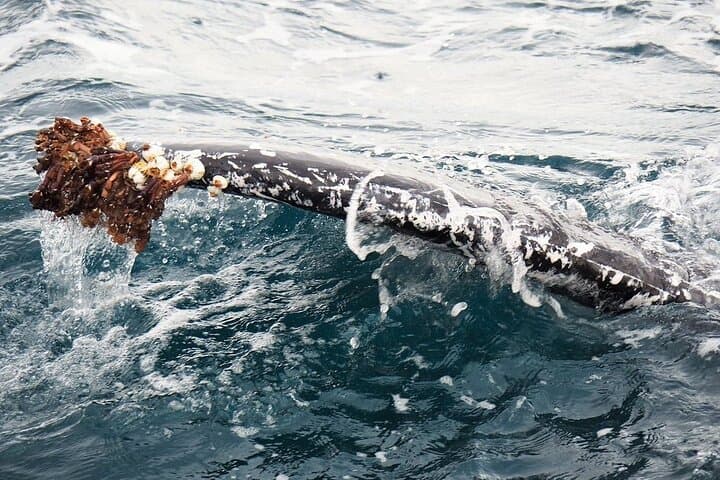 Augusta Whale Watching: Close Encounters with Humpbacks from Tradewind 3 photo 6