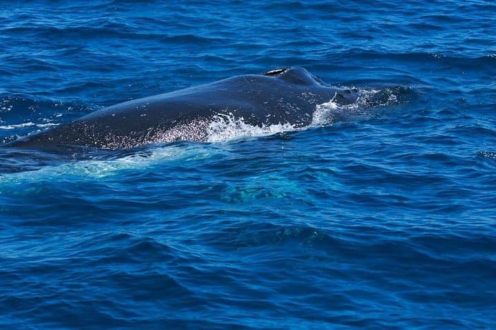 Busselton Whale Watching Cruise — Humpbacks & Blue Whales in Geographe Bay photo 4