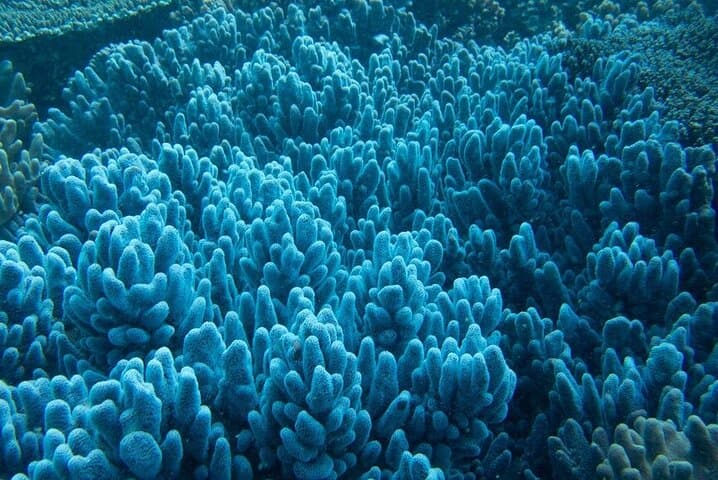 Muiron Island Diving Tour — Ningaloo Reef Double Dive with Guide and Lunch photo 4