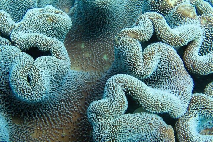 Muiron Island Diving Tour — Ningaloo Reef Double Dive with Guide and Lunch photo 6
