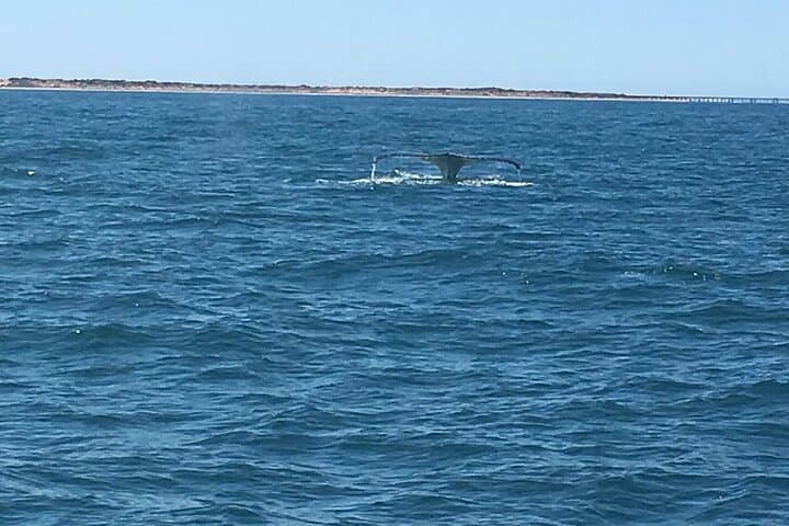Scuba Dive Ningaloo Reef: Full-Day Guided Dives to Manta Rays, Potato Cod & Turtles photo 4